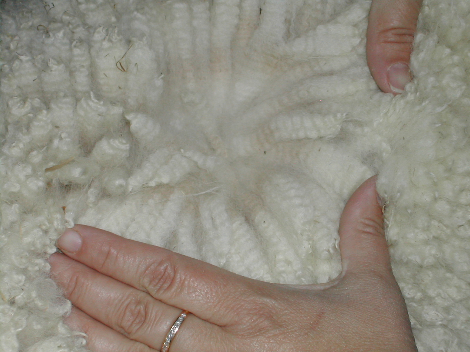 Sabre's Fleece