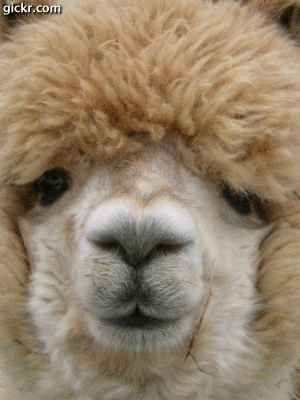 Alpacas here at Sunset Ridge Alpacas